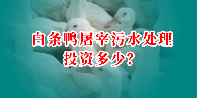 白條鴨屠宰污水處理投資多少？