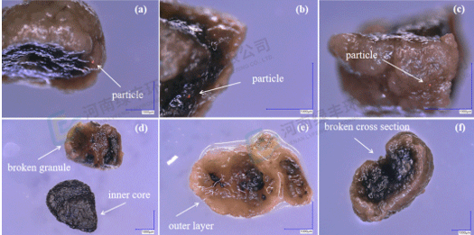 從微觀發(fā)現(xiàn)到環(huán)保價值：好氧顆粒污泥吸附機制研究的突破